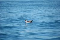 Image of: Puffinus gravis (great shearwater)