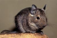 Octodon degus - Degu