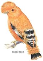 Image of: Rupicola rupicola (Guianan cock-of-the-rock)