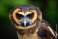 Image of: Strix leptogrammica (brown wood owl)