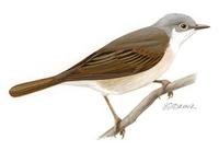 Image of: Sylvia communis (greater whitethroat)