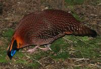 Image of: Tragopan temminckii (Temminck's tragopan)