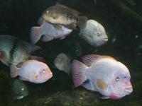 Image of: Cichlasoma (American cichlids)