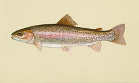 Image of: Oncorhynchus mykiss (rainbow trout)