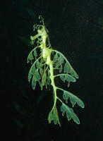 Image of: Phycodurus eques (leafy seadragon)