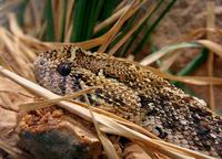 Bitis arietans - Puff Adder