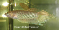 Betta simorum