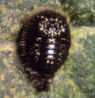 Stethorus punctum
