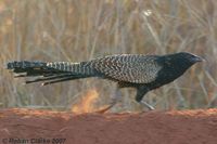 Pheasant Coucal - Centropus phasianinus