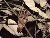 White-fronted Scops Owl - Otus sagittatus