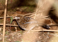 White-speckled Laughingthrush - Garrulax bieti