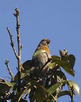 Crimson-browed Finch - Propyrrhula subhimachala