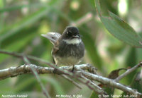 Northern Fantail - Rhipidura rufiventris