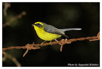 Yellow-bellied Fantail - Rhipidura hypoxantha