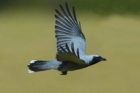 Black faced Cuckoo Shrike