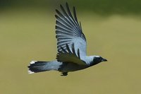 Black faced Cuckoo Shrike