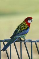 Eastern Rosella