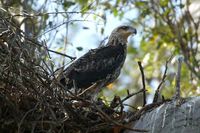 White bellied Sea Eagle