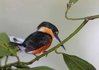 American Pygmy Kingfisher (Chloroceryle aenea) photo