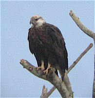 Madagascar Fish-Eagle - Haliaeetus vociferoides