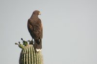 Harris' Hawk - Parabuteo unicinctus