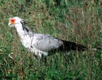 Secretary-bird - Sagittarius serpentarius