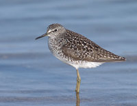 Wood Sandpiper (Tringa glareola) photo