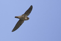 Vaux's Swift (Chaetura vauxi) photo