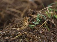 Red-throated Pipit (Anthus cervinus) photo
