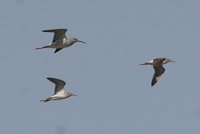 Lesser Yellowlegs - Tringa flavipes