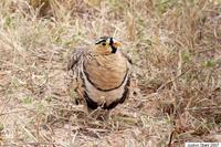 Black-faced Sandgrouse - Pterocles decoratus