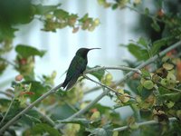 Green-throated Carib - Eulampis holosericeus