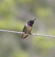 Black-chinned Hummingbird - Archilochus alexandri