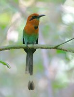 Broad-billed Motmot - Electron platyrhynchum