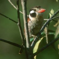 White-eared Puffbird - Nystalus chacuru