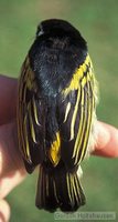 Yellow-rumped Tinkerbird - Pogoniulus bilineatus