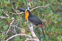 Channel-billed Toucan - Ramphastos vitellinus