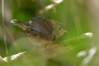 Ochre-flanked Tapaculo - Eugralla paradoxa