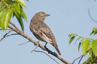 Pompadour Cotinga - Xipholena punicea