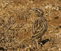 Short-tailed Lark - Pseudalaemon fremantlii