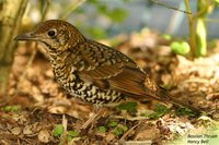 Olive-tailed Thrush - Zoothera lunulata