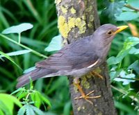 Tickell's Thrush - Turdus unicolor