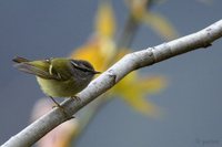 Ashy-throated Warbler - Phylloscopus maculipennis