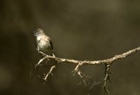 Pale Flycatcher - Bradornis pallidus