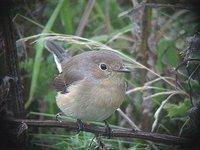 Red-breasted Flycatcher - Ficedula parva