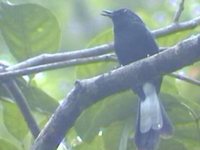 White-vented Shama - Copsychus niger