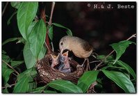 Rufous Shrike-Thrush - Colluricincla megarhyncha