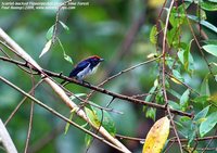 Scarlet-backed Flowerpecker - Dicaeum cruentatum