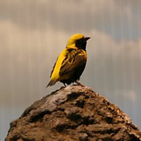 Yellow-crowned Bishop - Euplectes afer