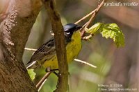 Kirtland's Warbler - Dendroica kirtlandii